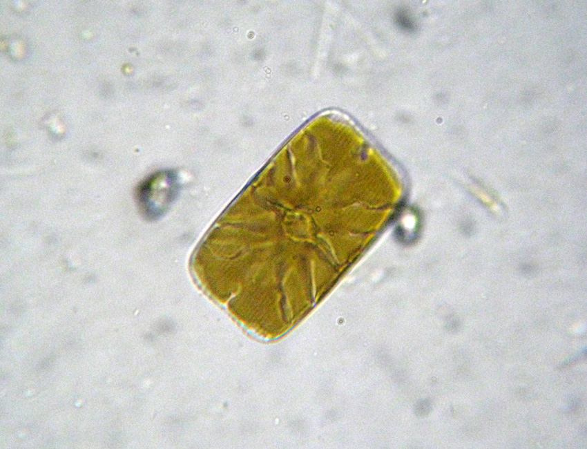 Navicula (?) rhombica, diatomea marina
